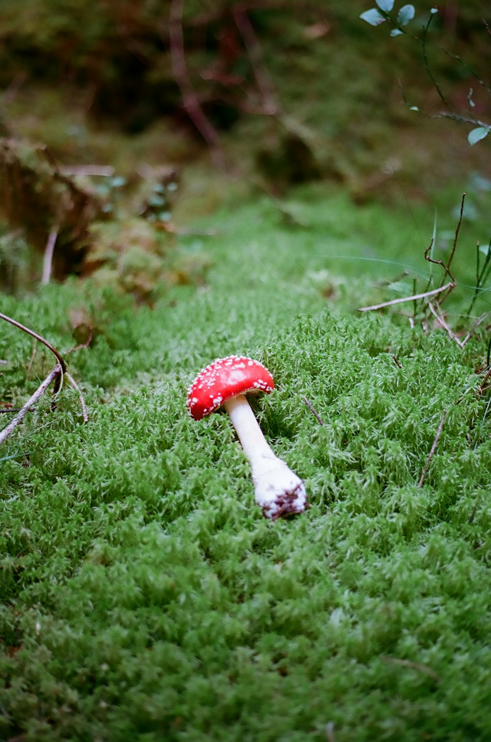 champignon rouge et blanc sur un champ d’herbe verte pendant la journée