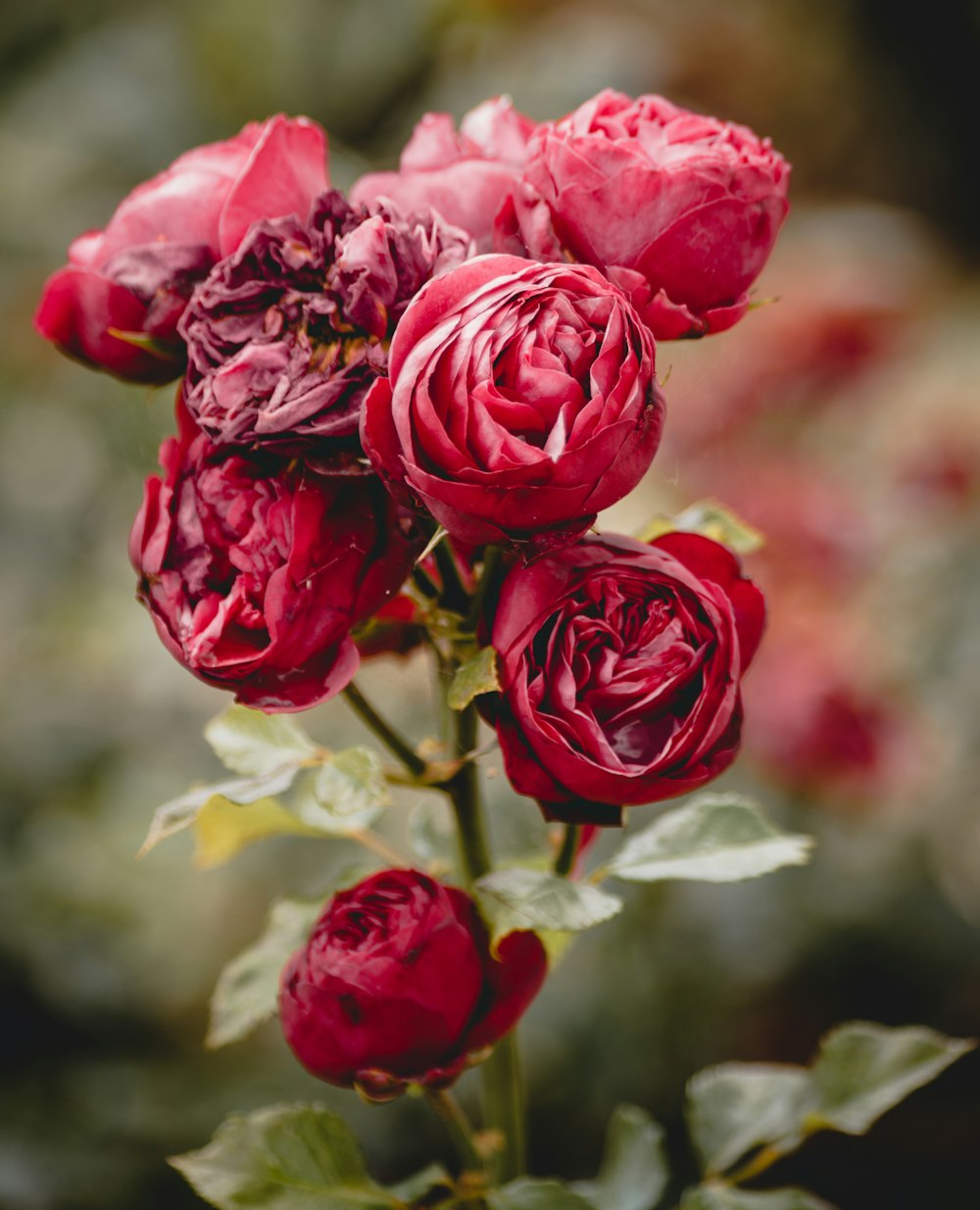 Rosas rosadas en flor durante el día