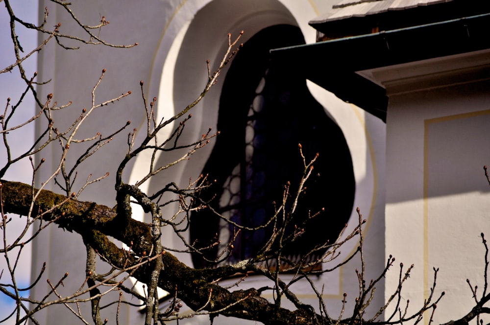 leafless tree with white snow