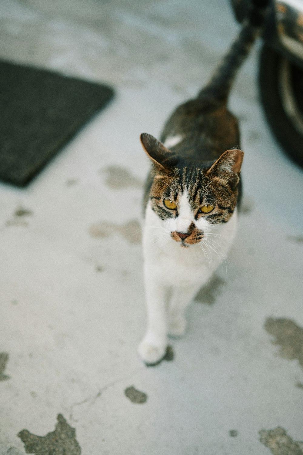 white and brown cat on white floor