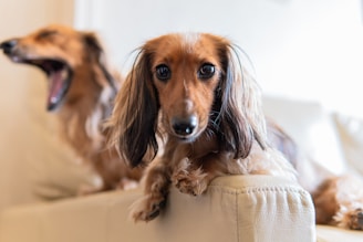 A close-up of a long-haired dachshund with a clear focus on its face, resting on a light-colored sofa. In the background, another dachshund is visible, mid-yawn, creating a relaxed and homely atmosphere.
