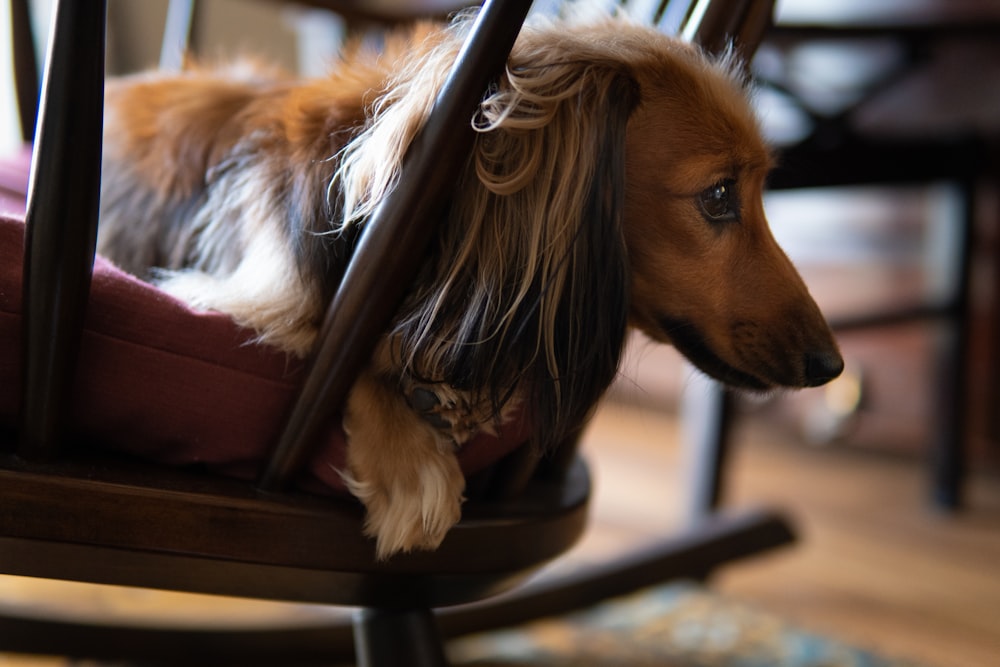 brown and white long coated small dog on brown leather chair