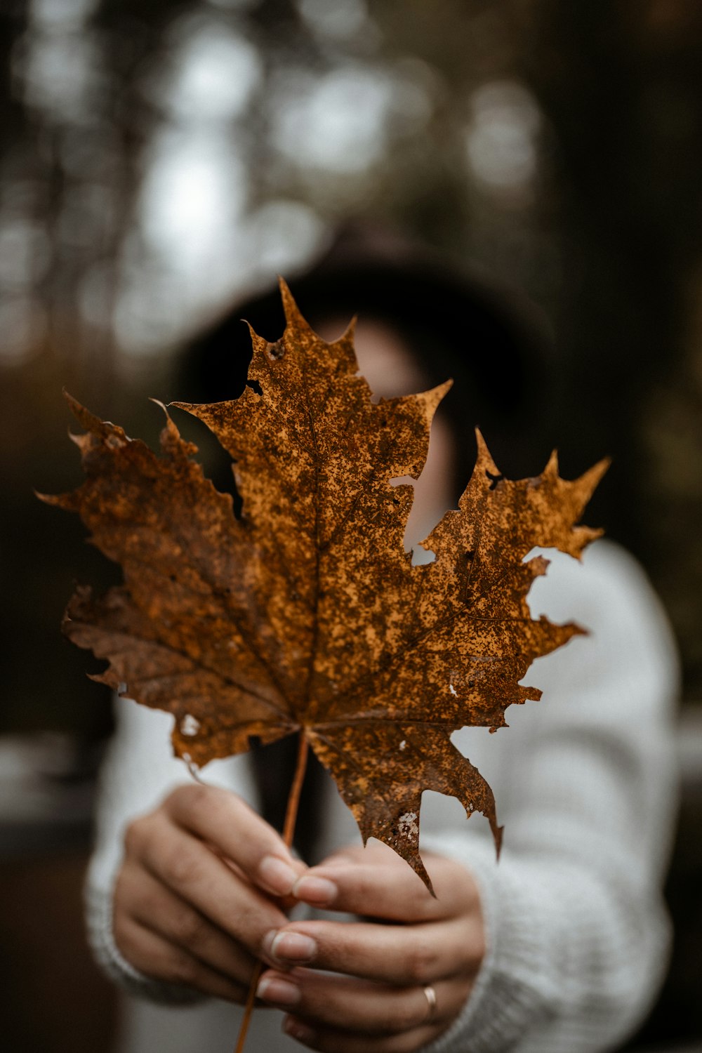 brown maple leaf on persons hand