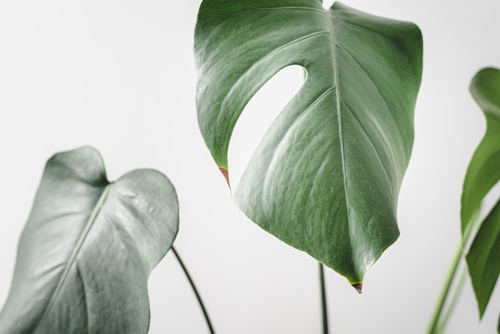 green leaves on white surface