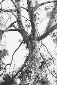 Ancient Oak