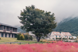 A large tree stands prominently in a landscaped area surrounded by vibrant pink and green bushes. In the background, several modern, two-story buildings with sloped roofs are visible. The scene is further set against a backdrop of mist-covered hills or mountains, creating a serene and tranquil environment.