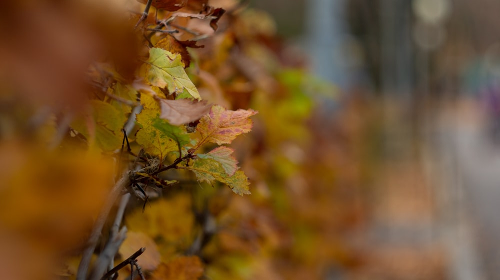 brown and green leaves during daytime