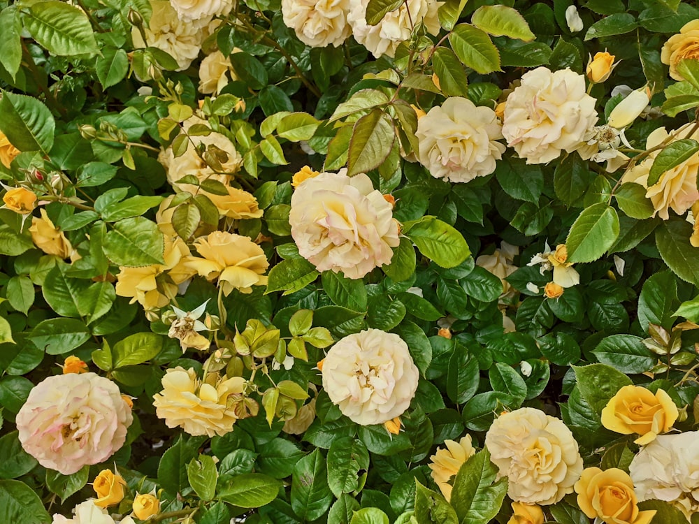 yellow flowers with green leaves