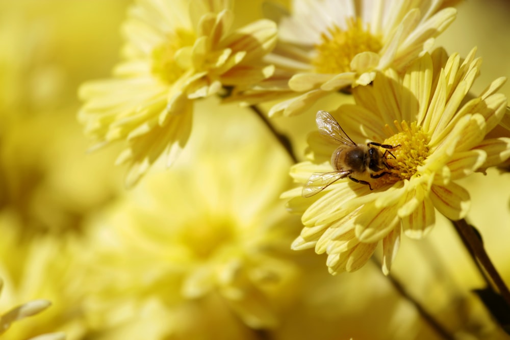 honeybee perched on yellow flower in close up photography during daytime