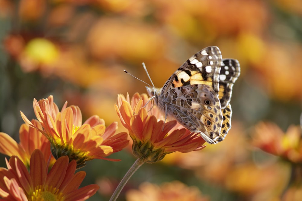 black and white butterfly on red flower