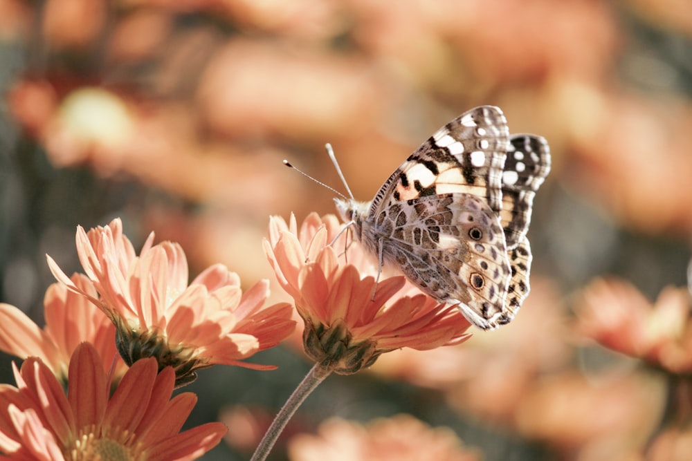 black and white butterfly on red flower