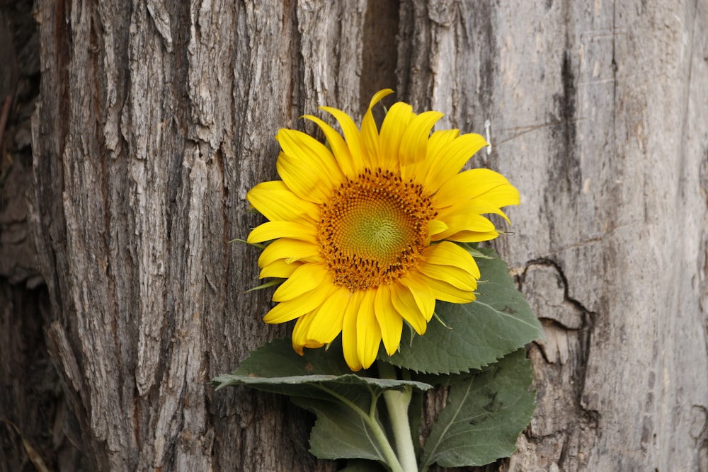 yellow sunflower beside brown tree trunk