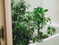 A serene bathroom scene with natural light and plants.