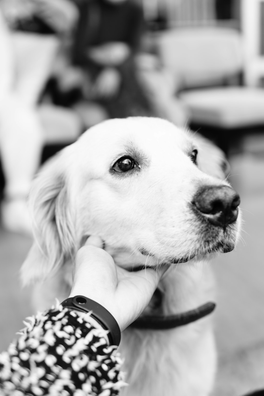 grayscale photo of golden retriever puppy