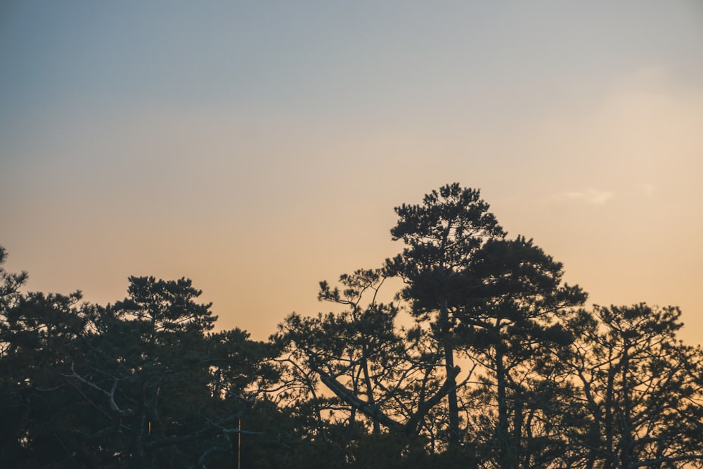 silhouette of tree during sunset