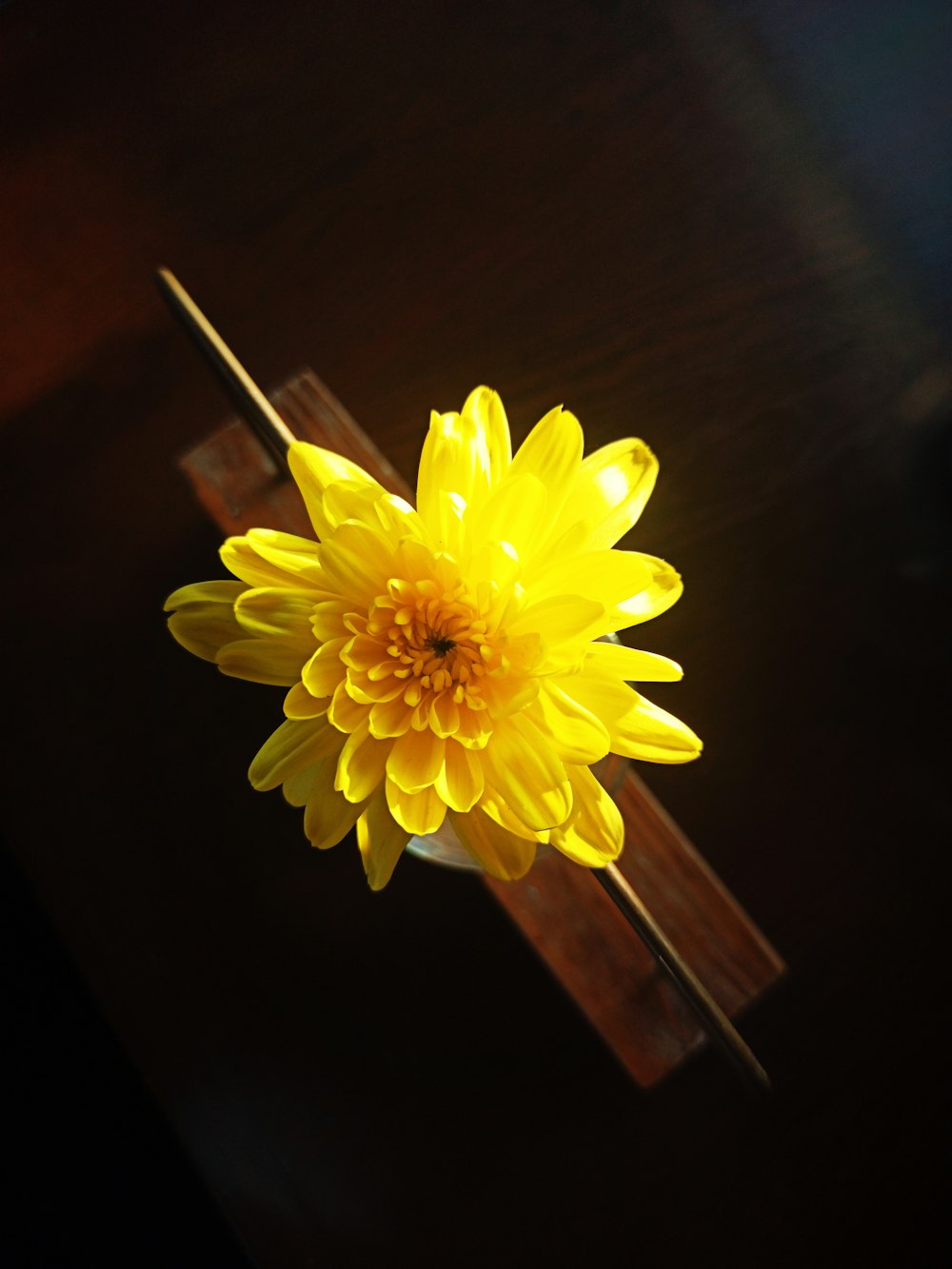 yellow flower on brown wooden table