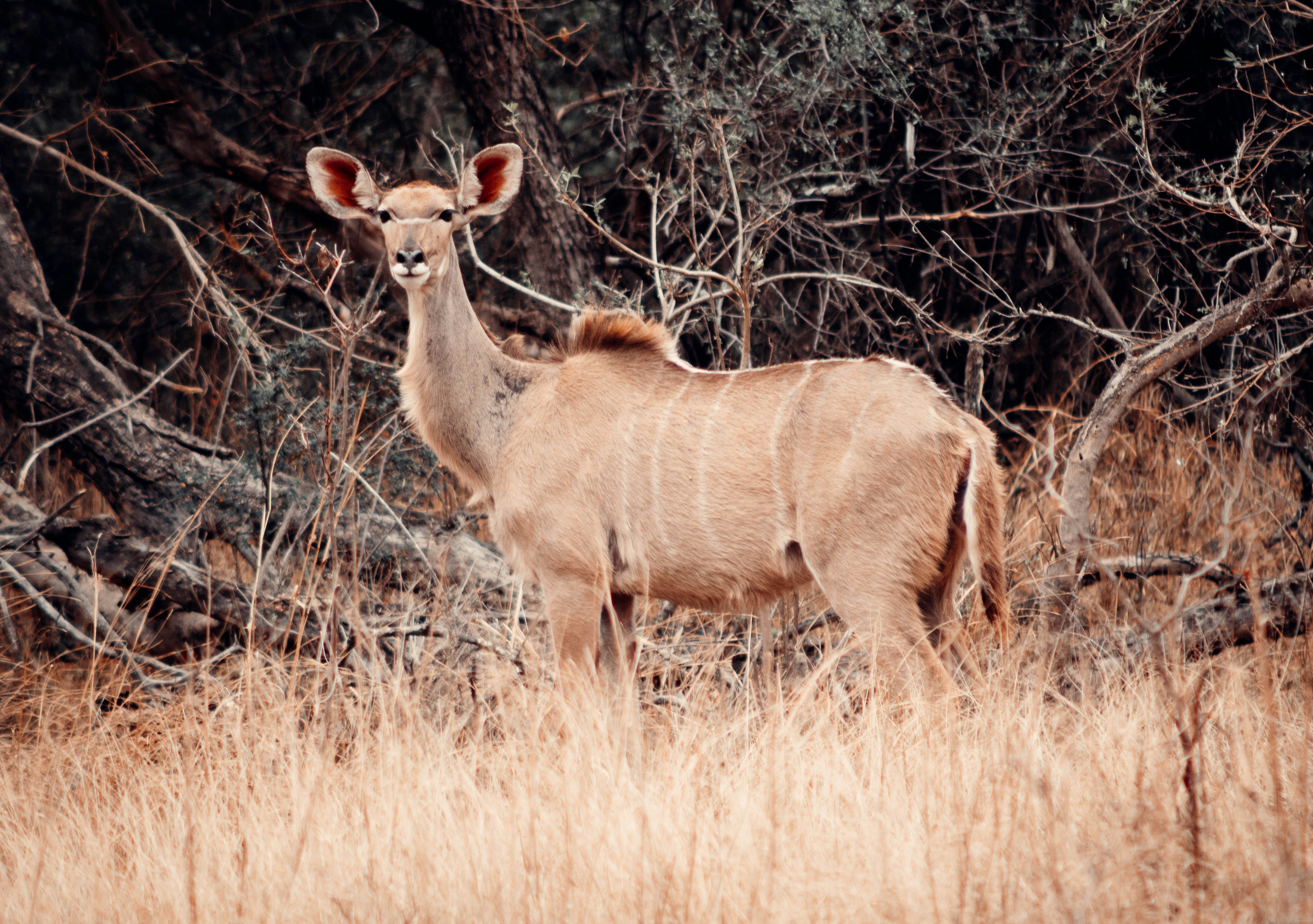brown deer on brown grass field during daytime