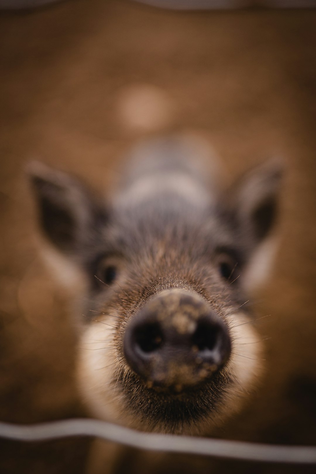 gray and white animal in close up photography