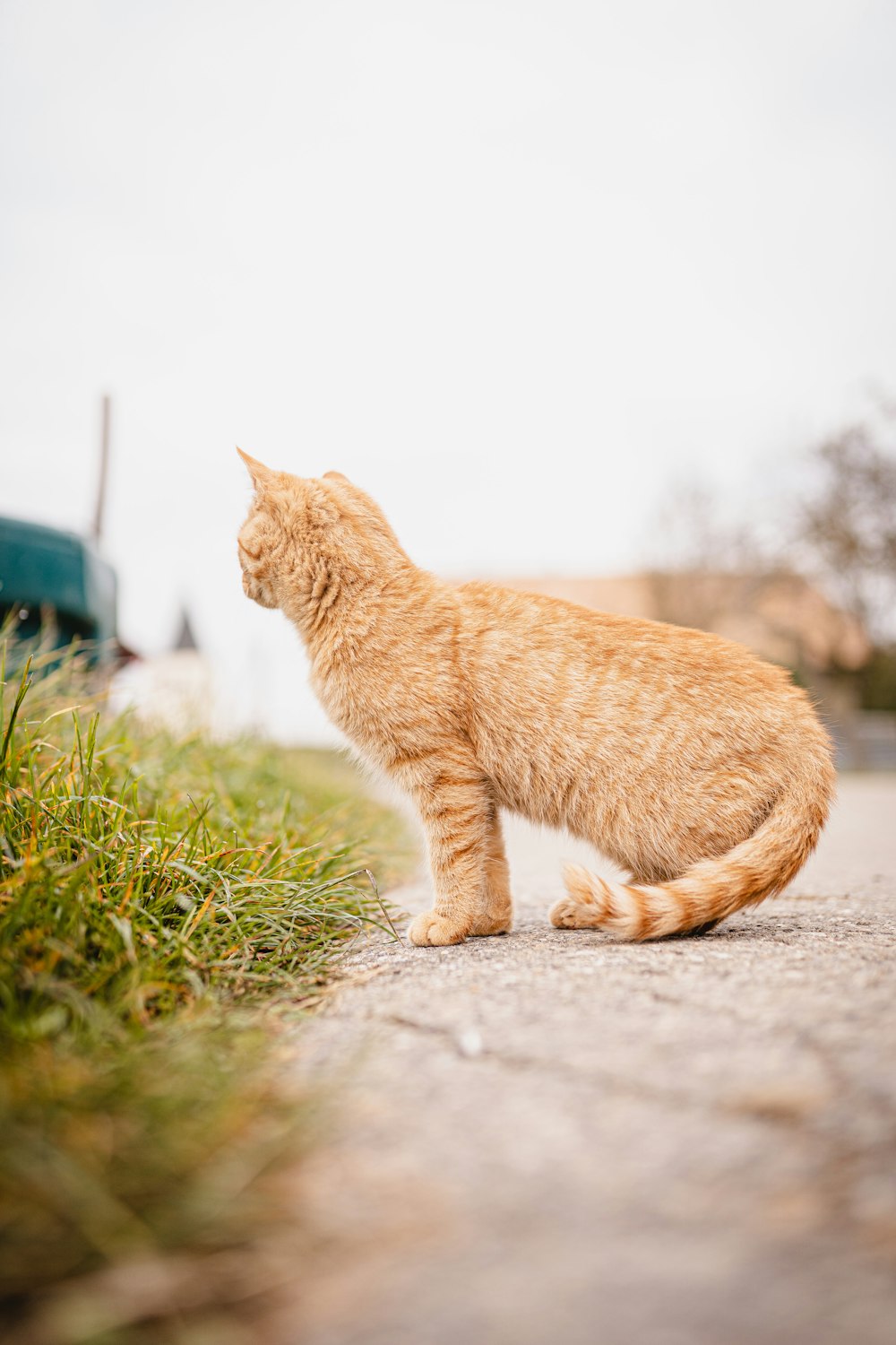 orange tabby cat on gray concrete floor