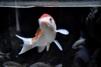 A koi fish with white and orange markings swims in a dark aquarium setting. Its fins are clearly spread out, and it appears to be looking directly at the viewer. Soft lighting highlights the fish against the shadowy, dark background.