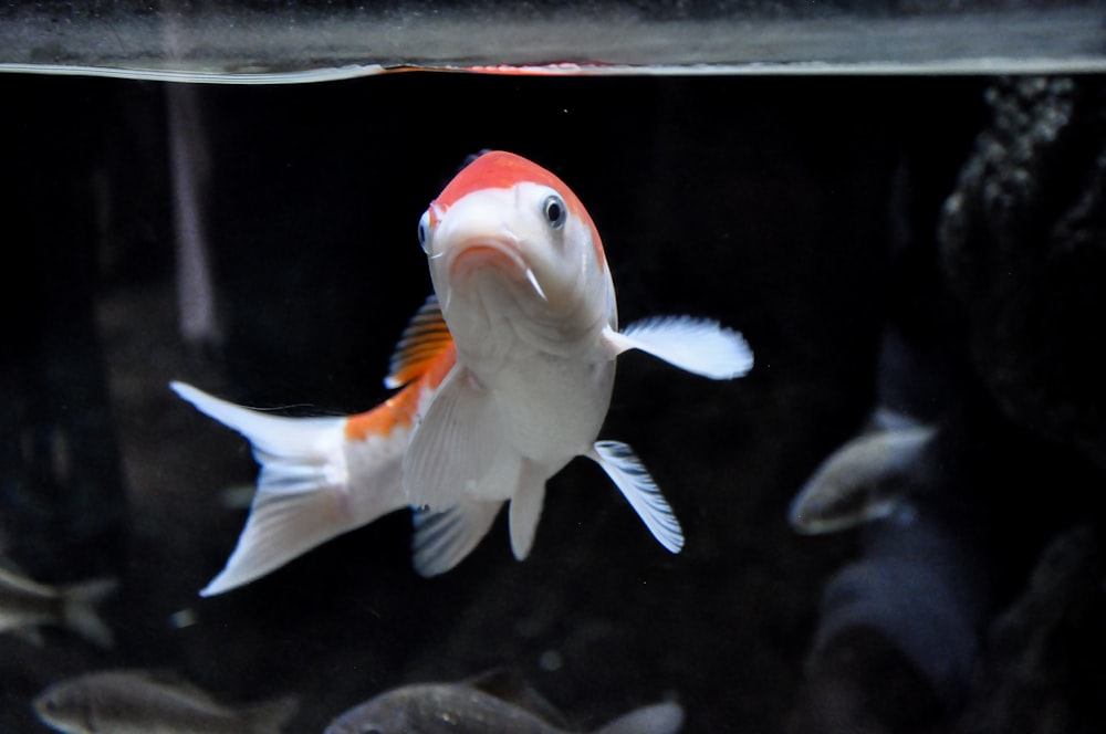 orange and white fish in fish tank