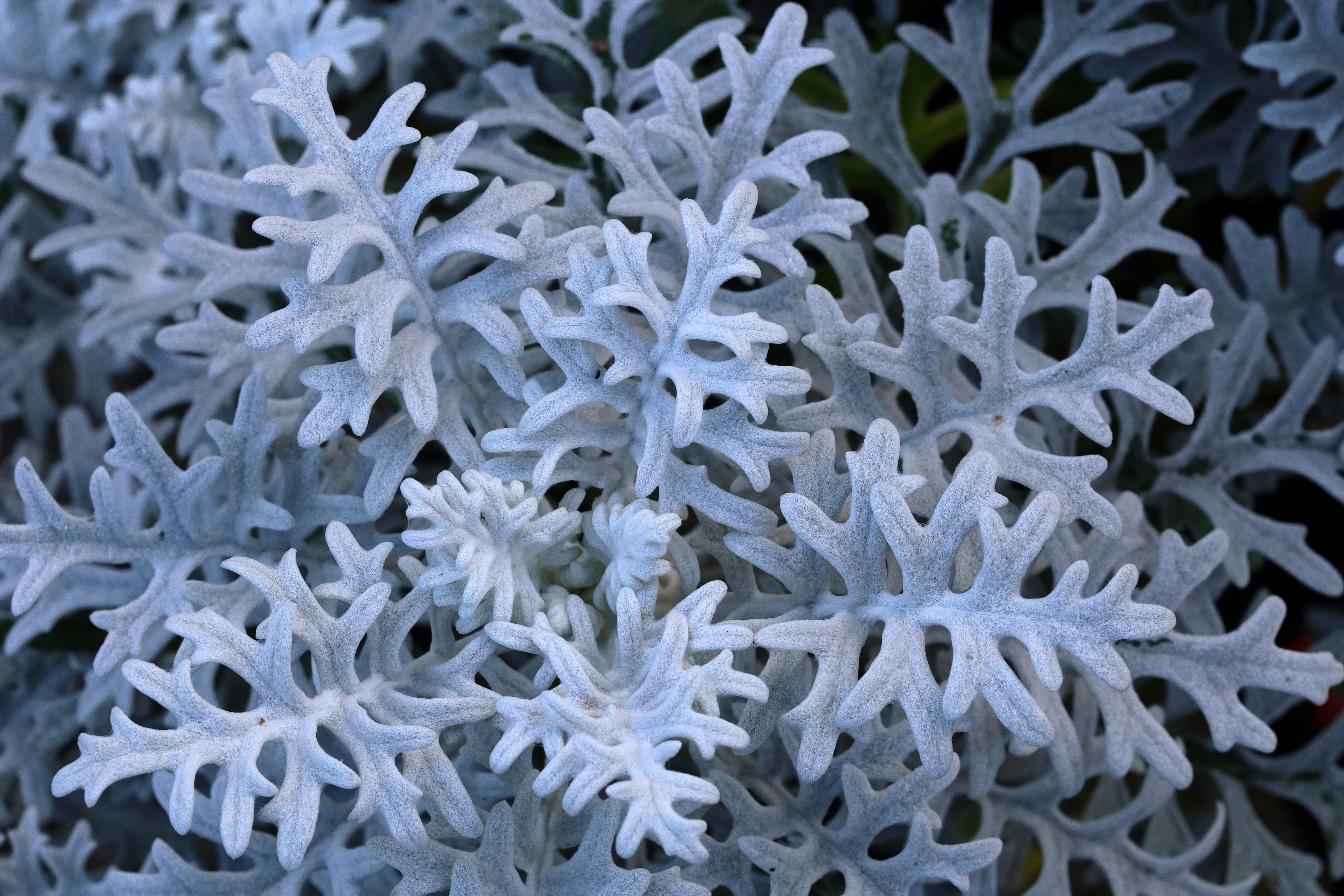 Blue Star Fern display