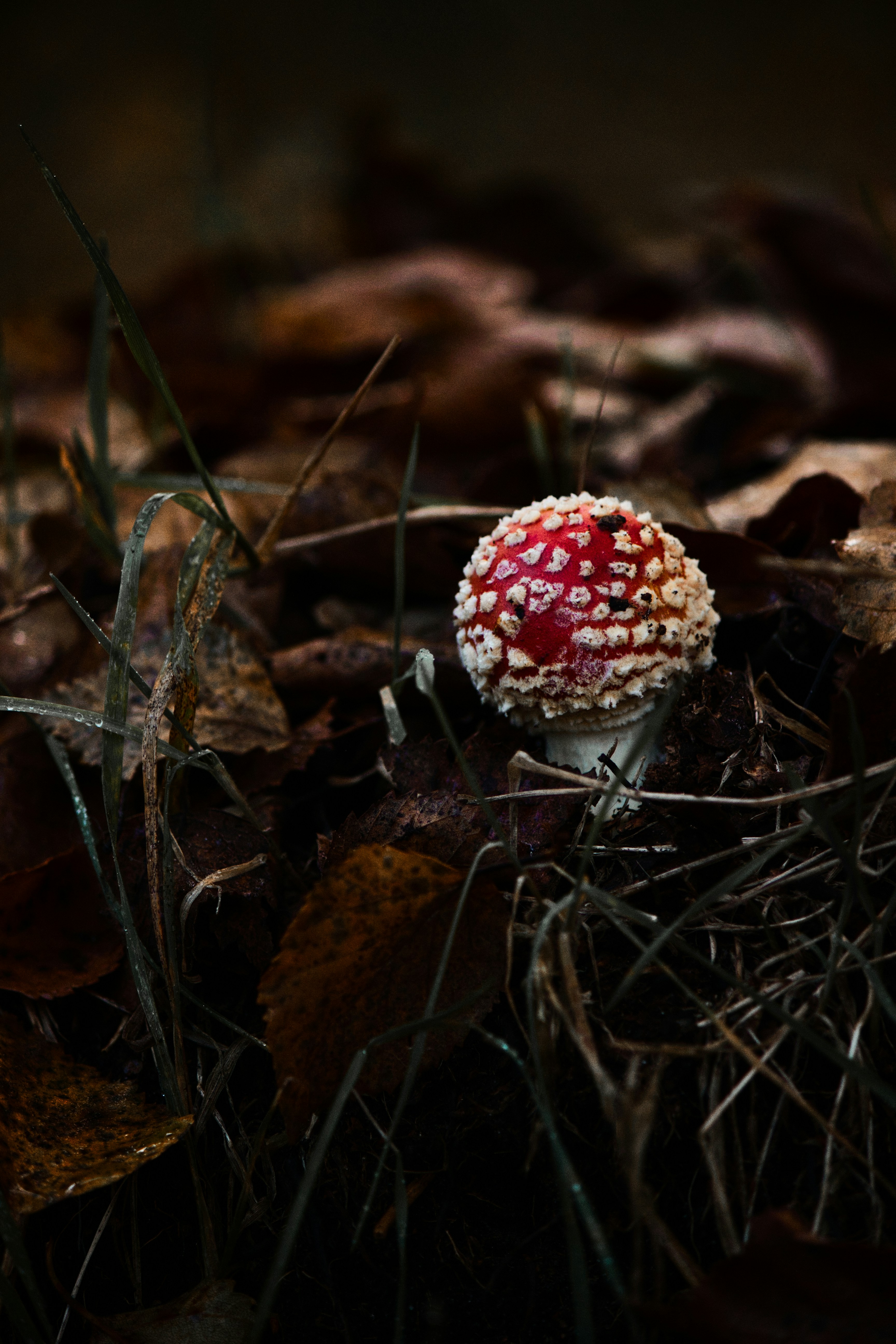 Photo by nothingbutpictures