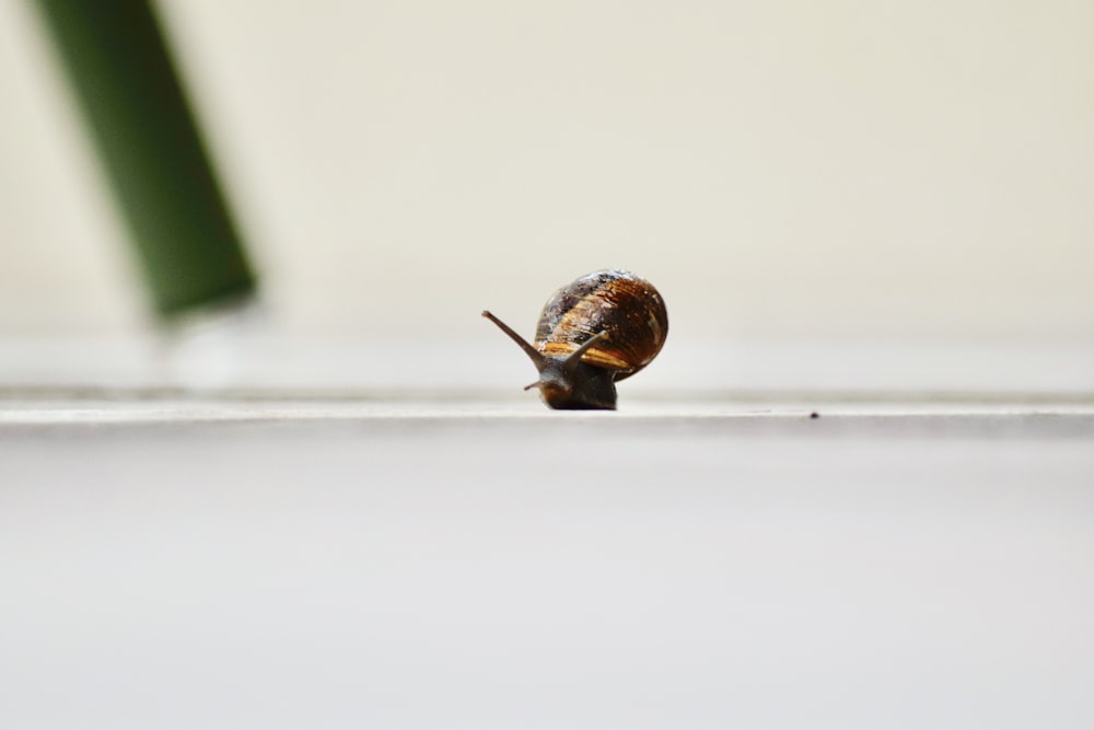 brown snail on white surface