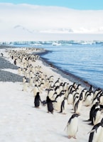 penguins on white sand beach during daytime