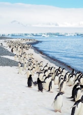penguins on white sand beach during daytime