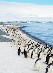 A large colony of Adélie penguins on a snowy beach in Antarctica