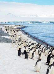 A large colony of Adélie penguins on a snowy beach in Antarctica