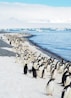 penguins on white sand beach during daytime