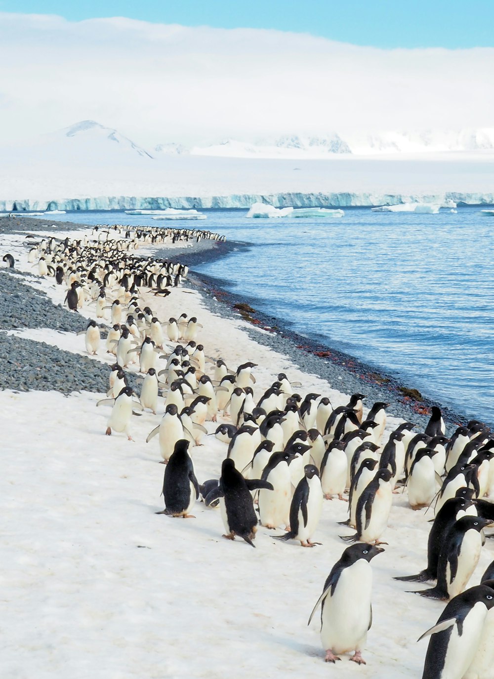昼間の白い砂浜のペンギン