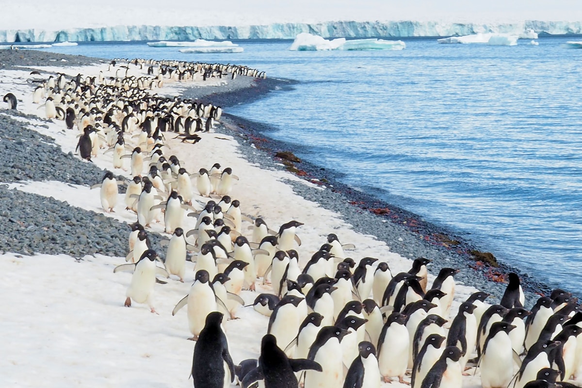 penguins on white sand beach during daytime