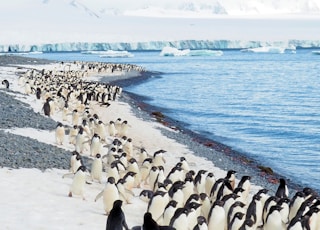 penguins on white sand beach during daytime