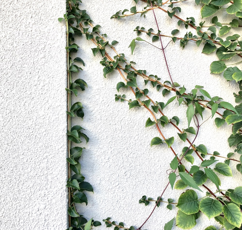 青いコンクリートの壁に緑の植物