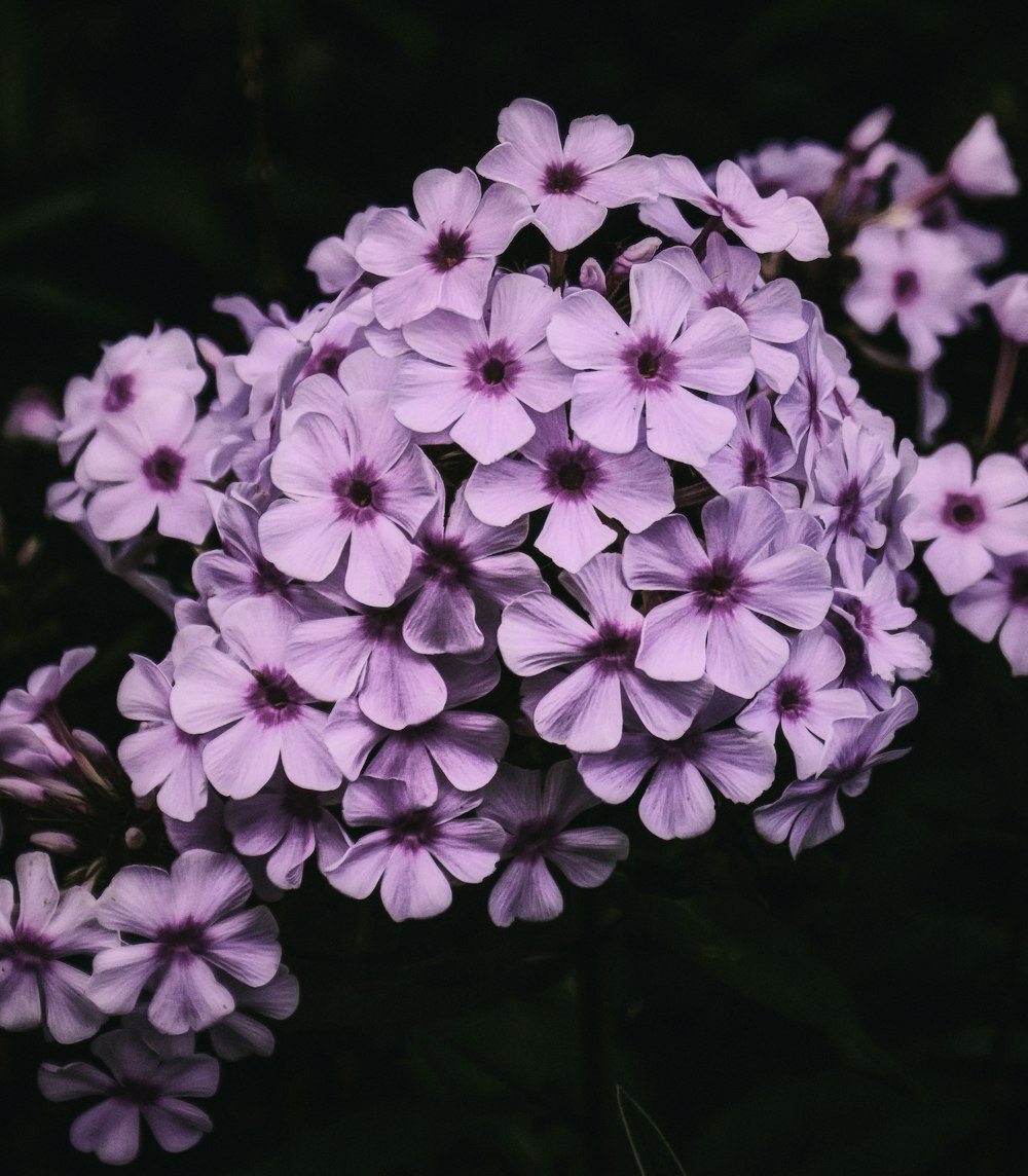 pink and white flowers in tilt shift lens