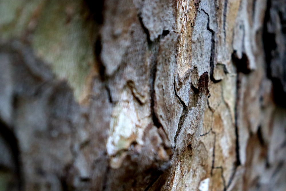 brown and black wood trunk