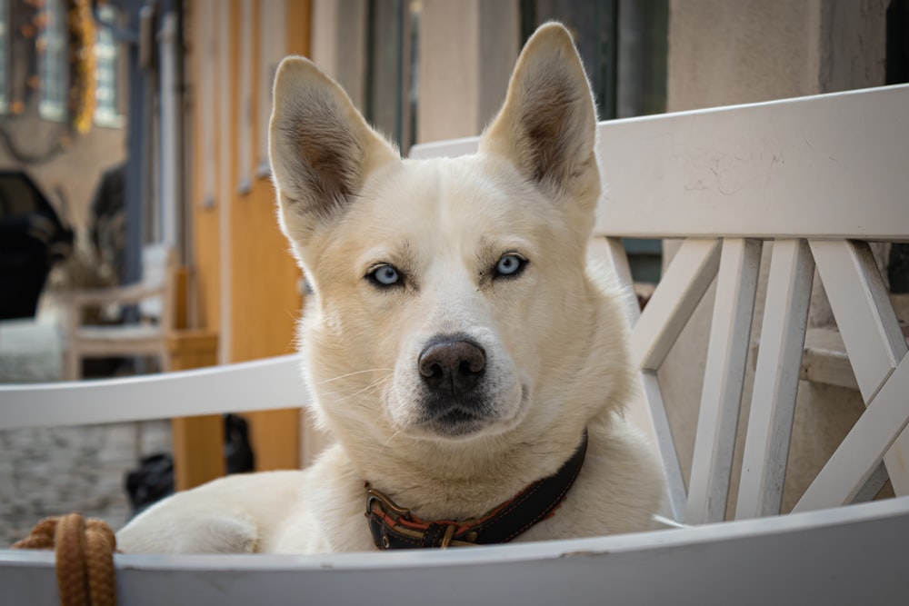 white siberian husky puppy on white wooden chair