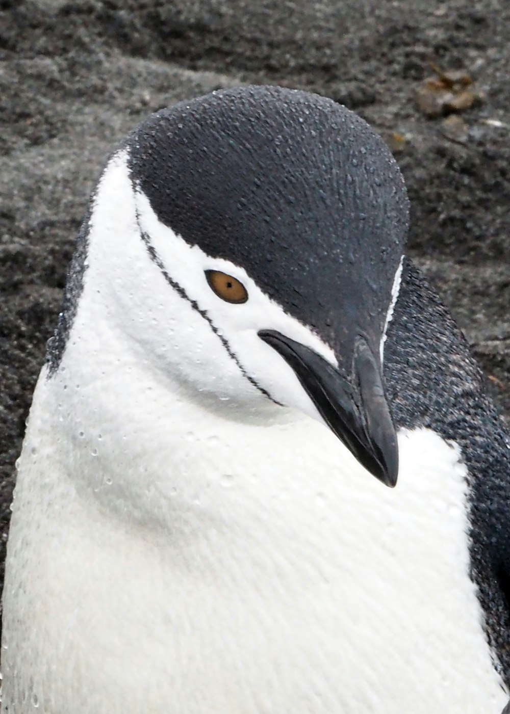 white and black penguin during daytime