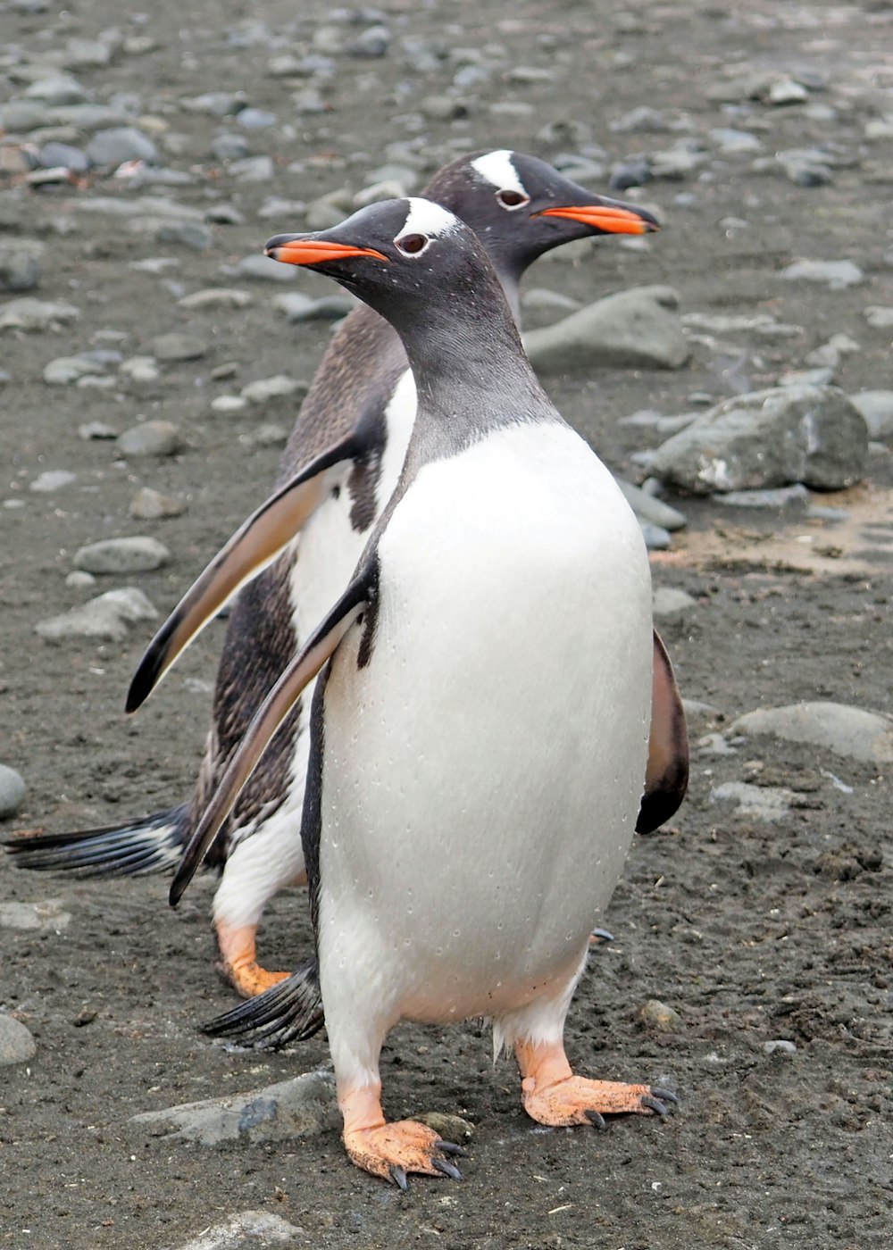 white and black penguin on gray sand during daytime