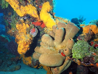 A vibrant underwater scene showcasing a variety of corals and sponges in vivid colors. The corals exhibit hues of yellow, orange, red, and brown, forming an intricate and diverse reef structure. Sponges with tubular formations are prominently visible, surrounded by smaller marine vegetation.