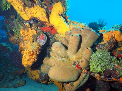A vibrant underwater scene showcasing a variety of corals and sponges in vivid colors. The corals exhibit hues of yellow, orange, red, and brown, forming an intricate and diverse reef structure. Sponges with tubular formations are prominently visible, surrounded by smaller marine vegetation.