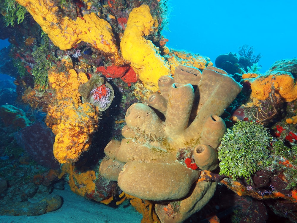 brown and gray coral reef