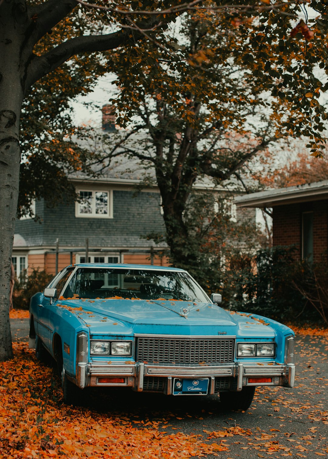 blue car parked beside brown tree