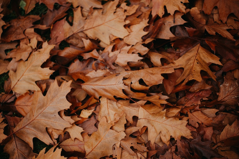 hojas marrones sobre suelo marrón