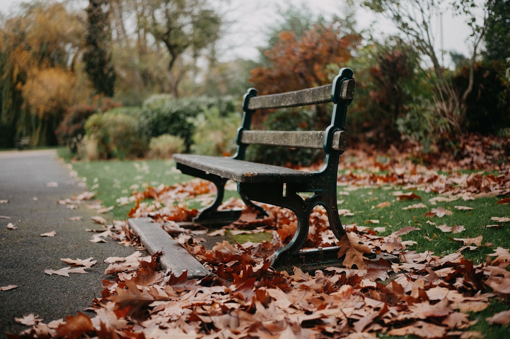 black wooden bench on brown dried leaves during daytime