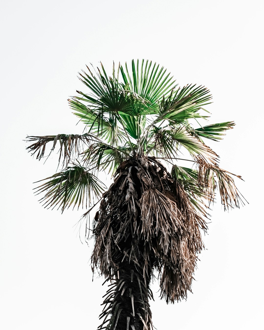 green palm tree on white background