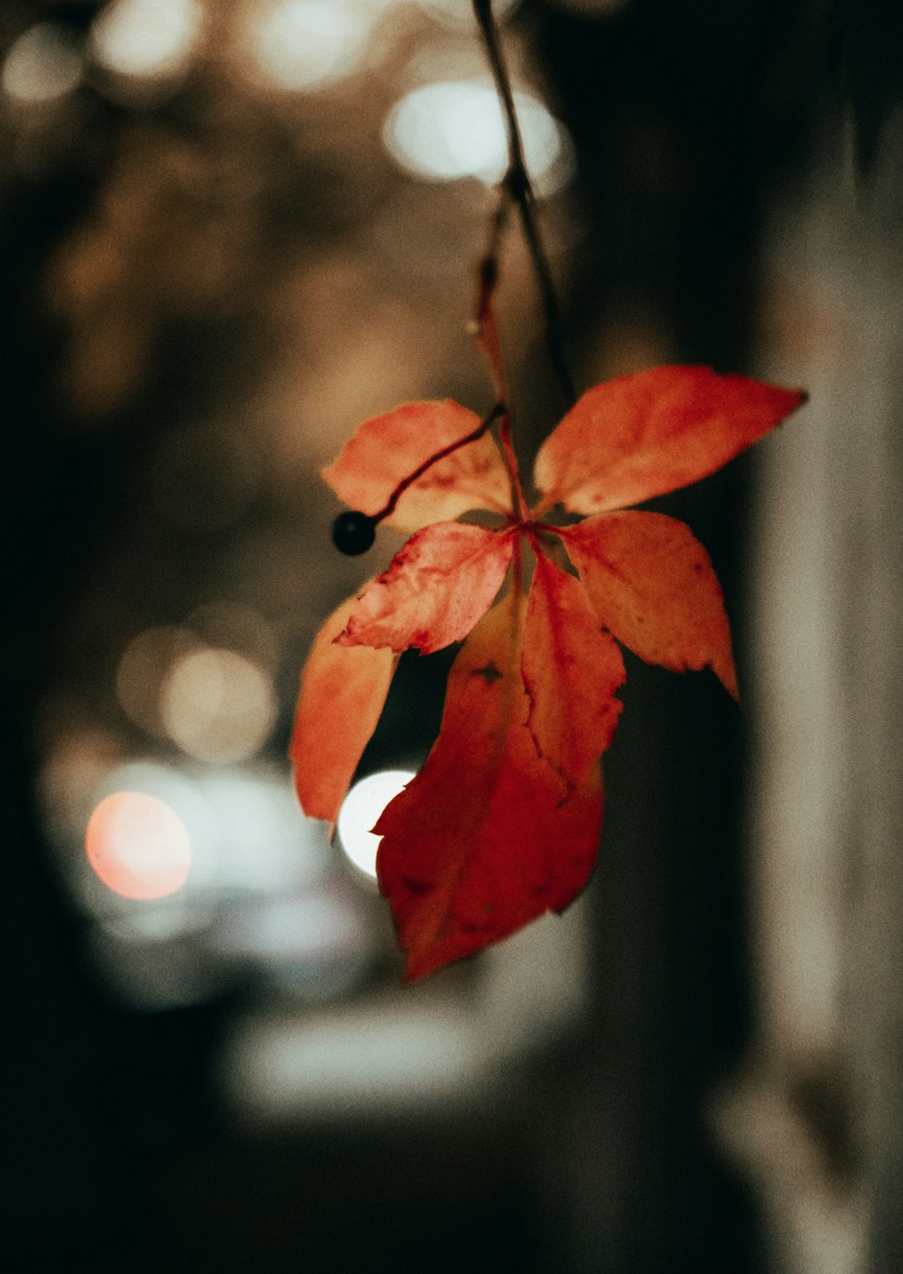 red leaf in tilt shift lens